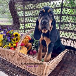 Girl 1 - Black and tan Bloodhound puppy in Vanderpool, Texas from Kiwi Hunting Services