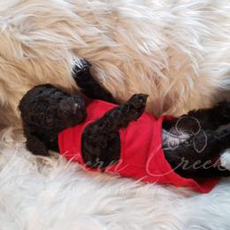 Poodle Puppies from Northern Creek
