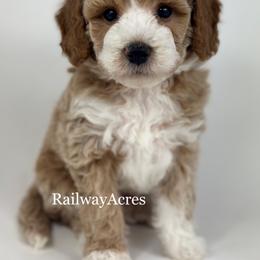 Major - Apricot male Goldendoodle puppy in Milford, Indiana from Railway Acres Kennel