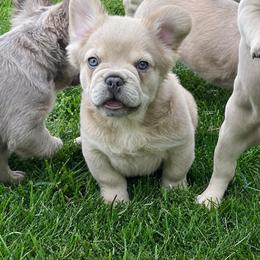 Hayden - Blue fawn male French Bulldog puppy in Fillmore, Illinois from Wind Hill Puppies