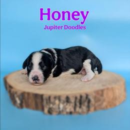 Honey - Black and white female Aussiedoodle puppy in Lake Bronson, Minnesota from Jupiter Doodles