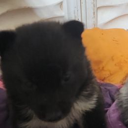 Siberian Husky Puppies from Spirit of the Moon Siberians