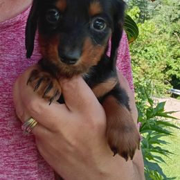 Ozzy - Black and tan male Dachshund puppy in Uhrichsville, Ohio from Stillwater Dachshunds