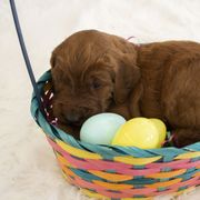 Goldendoodle, Irish Doodle, Labradoodle, and Poodle Puppies from Desert Doodles