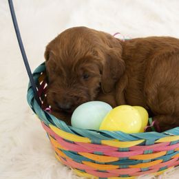 Goldendoodle, Irish Doodle, Labradoodle, and Poodle Puppies from Desert Doodles
