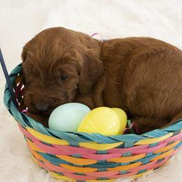 Goldendoodle, Irish Doodle, Labradoodle, and Poodle Puppies from Desert Doodles