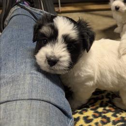 Ace - Black and white male Coton de Tulear puppy in Mead, Oklahoma from Bar W Cotons