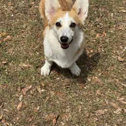 Pembroke Welsh Corgi puppies from Red White & Bluie Corgi