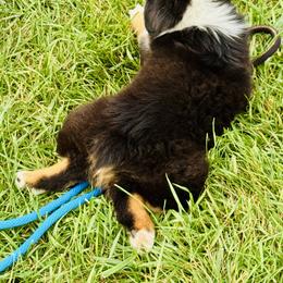 German Shepherd and Miniature American Shepherd Puppies from Bouchard’s Best Shepherds