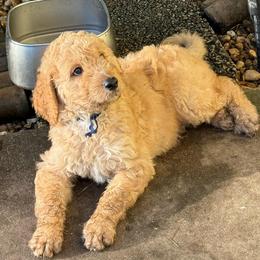 Blue Boy - Red  male Goldendoodle puppy in Cape Coral, Florida from GoldenDoodles Cape Coral