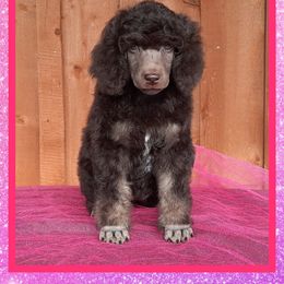 Poodle Puppies from OMG Poodles