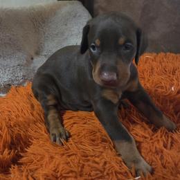 Purple  collar girl - Red and rust female Doberman Pinscher puppy in Santa Clarita, California from Riviera Dobermans
