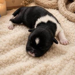 Shih Tzu Puppies from Aliah puppy boutique
