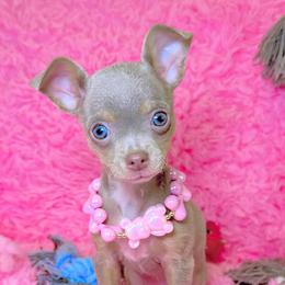Chihuahua Puppies from Petite Pups LLC
