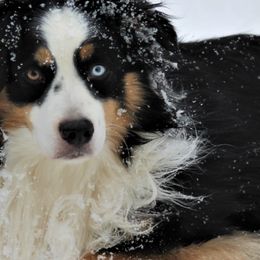 Miniature American Shepherds from Karen Rohde