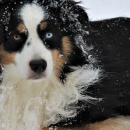 Miniature American Shepherds from Karen Rohde