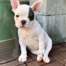 French Bulldog Puppies from Arrow Dynamic Frenchies