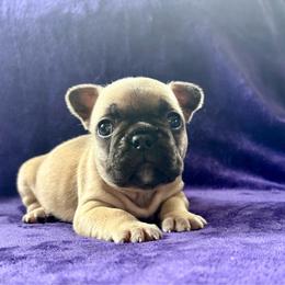 Penelope - Fawn female French Bulldog puppy in Greeley, Colorado from Mandy Moon French Bulldogs