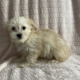 Miniture Lucky - Cream male Yorkipoo puppy in Las Vegas, Nevada from Quality Poms and Yorkshire Terriers of Las vegas