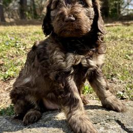 Hickory - Chocolate male Goldendoodle puppy in Hendersonville, North Carolina from Kim's Cove Dog Co.