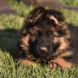 German Shepherd Puppies from Carner German Shepherds
