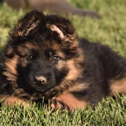 German Shepherd Puppies from Carner German Shepherds