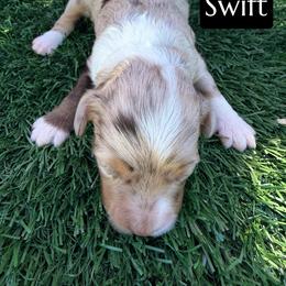Taylor Swift - Brown merle female Aussiedoodle puppy in Bakersfield, California from Annie's Aussies