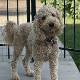 Luna - Goldendoodle