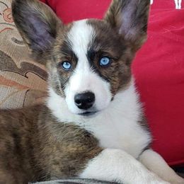 American Corgi and Pembroke Welsh Corgi Puppies from Chaotic Corgi’s