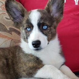 American Corgi and Pembroke Welsh Corgi Puppies from Chaotic Corgi’s