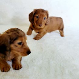 Dachshund Puppies from Mason Dixon Doxies