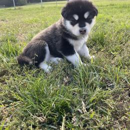 Alaskan Malamute Puppies from Fawn River Malamutes