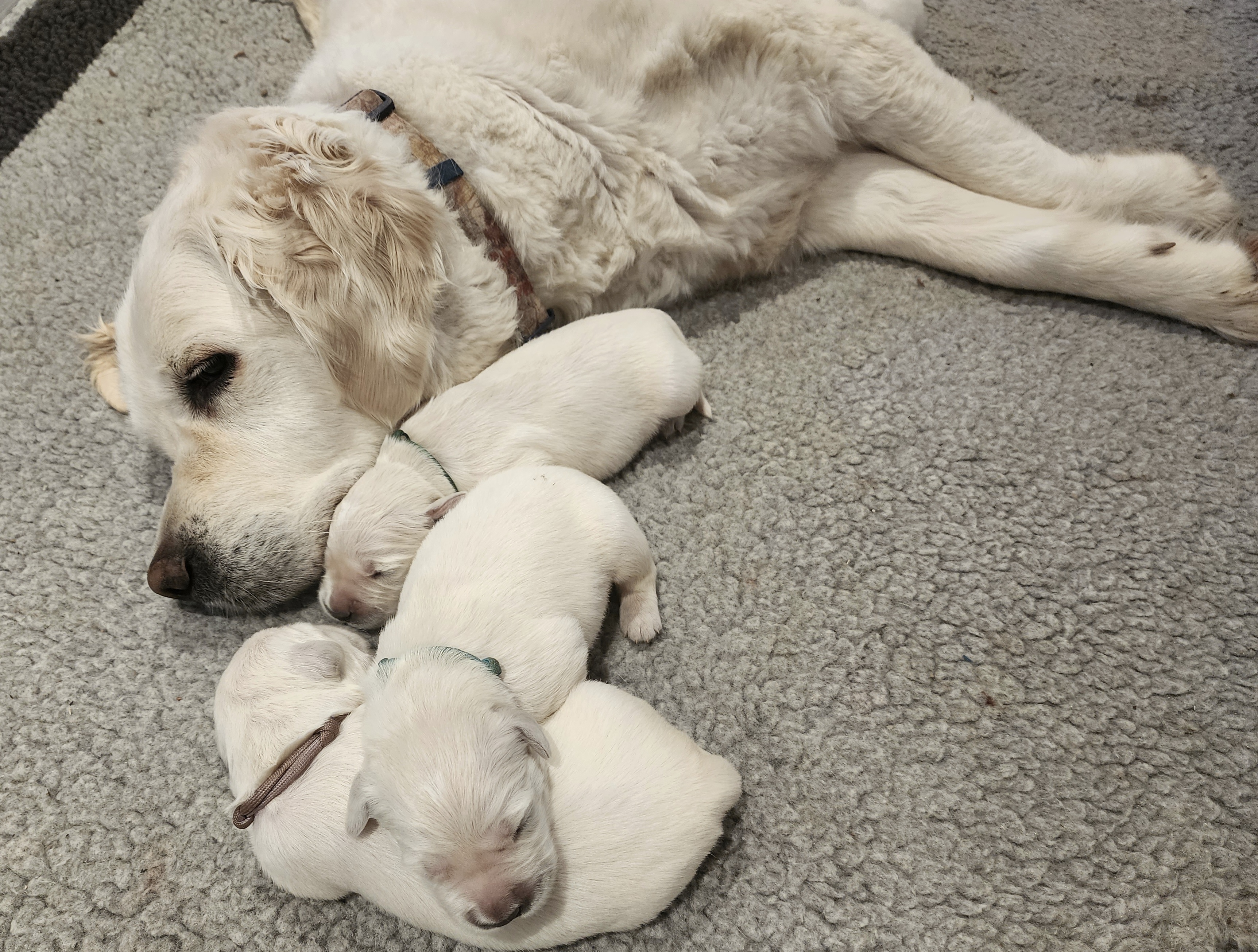 Golden Retriever Puppies from Golden West English Creams