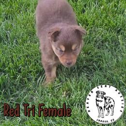 Bonnie - Red tri female Miniature Australian Shepherd puppy in Jaroso, Colorado from Heaven Sent Aussies