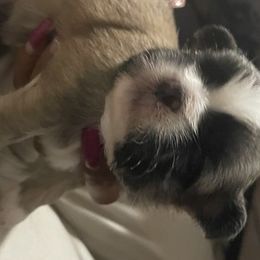 Shih Tzu Puppies from LiL ShihtZ