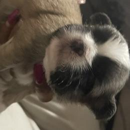Shih Tzu Puppies from LiL ShihtZ