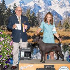 Zamora - Xoloitzcuintli