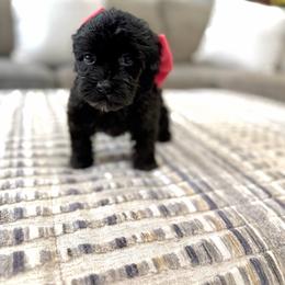 Liberty - Black female Australian Labradoodle puppy in Calhoun, Louisiana from Arrowhead Australian Labradoodles
