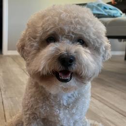 Luffy - Poodle