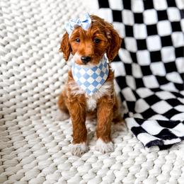 Nami - Red  female Goldendoodle puppy in Springville, Utah from Happy Doodle