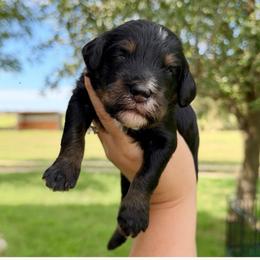 Brandon - Tri-color male Bernedoodle puppy in Comanche, Texas from Central Texas Doodles, LLC.