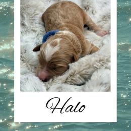 Halo - Apricot male Goldendoodle puppy in Horner, West Virginia from Deer Creek Goldens of WV