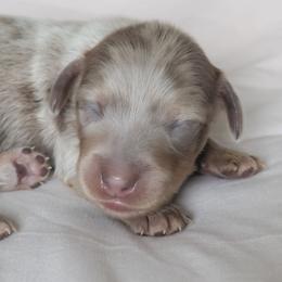 Arrow - Dapple male Dachshund puppy in Fultonville, New York from Sandy Aussies & Pomeranians