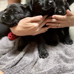 Labrador Retriever Puppies from The Homestead at Little Creek