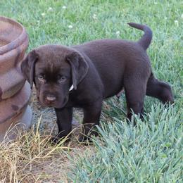 Wave - Chocolate male Labrador Retriever puppy in Camden, Indiana from Camden's Caring Canines
