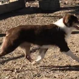 Australian Shepherd All Grown Up from Supernatural Aussies
