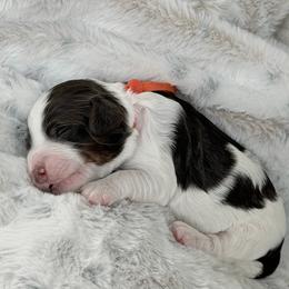 Orange Boy - Brown and white male Cockapoo puppy in Fort Gibson, Oklahoma from Waggle Doodles