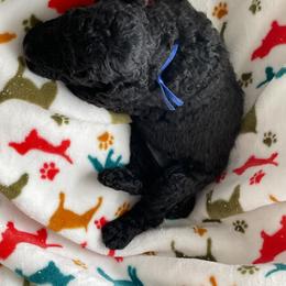 Blue-INDIGO - Black female Poodle puppy in Hamilton Square, New Jersey from Sweet Standards