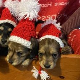 Dachshunds from Logan’s Lowriders