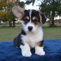 Short Stack - Black and tan male Pembroke Welsh Corgi puppy in Edna, Texas from MG Corgis